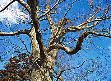 海豚模拟器宣布放弃登陆Steam 不会影响正常版本开发